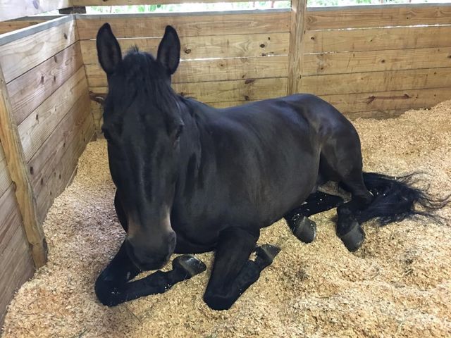 Black horse lying in a wooden stall on straw bedding