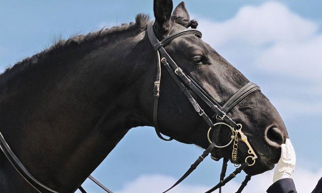 Black horse lying in a straw-filled stable stall with wooden walls