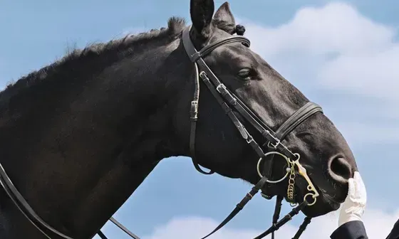 Black horse wearing a bridle against a blue sky with clouds