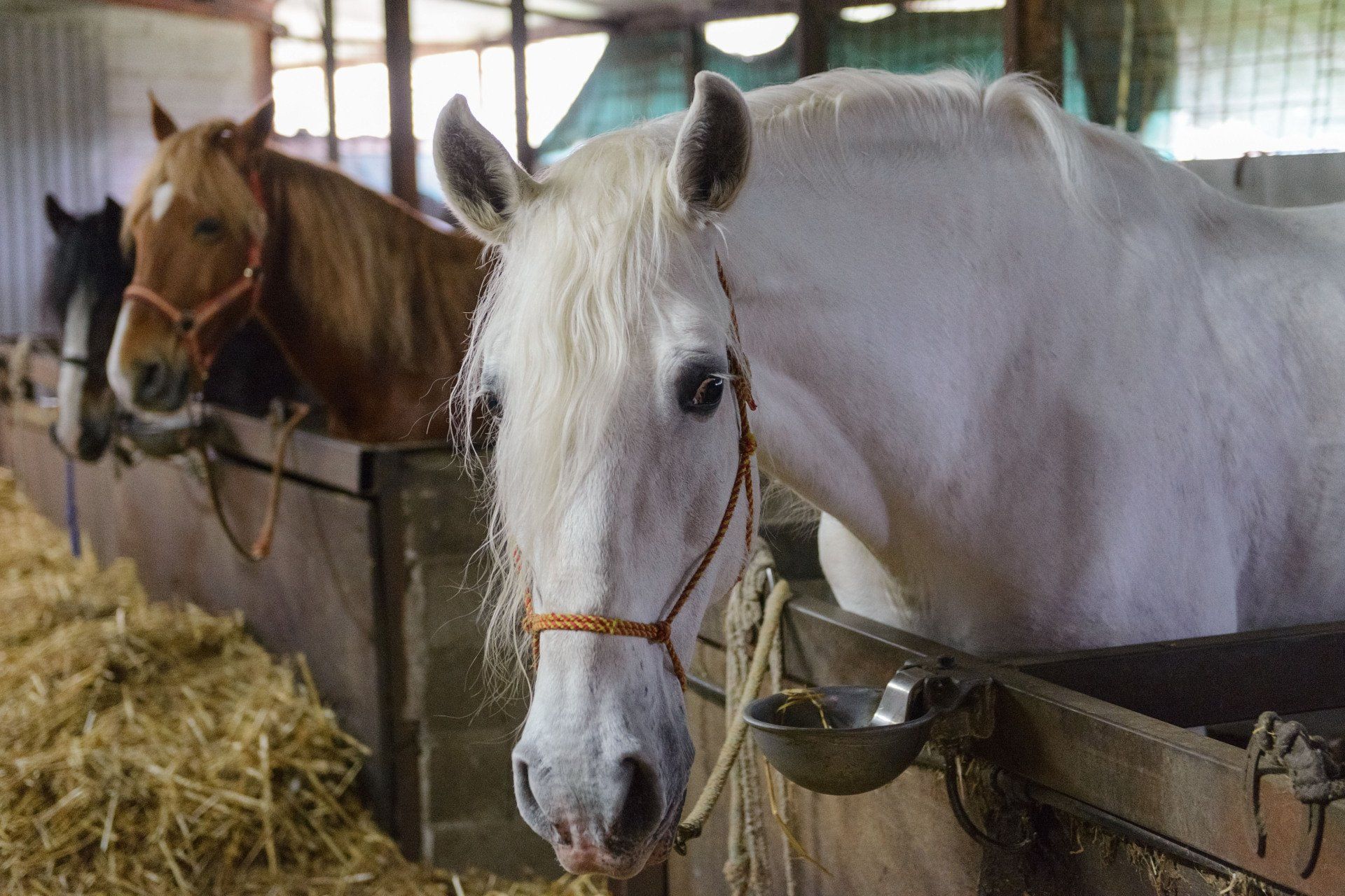 Two horses, a white horse and a brown horse, standing in stalls in a barn.