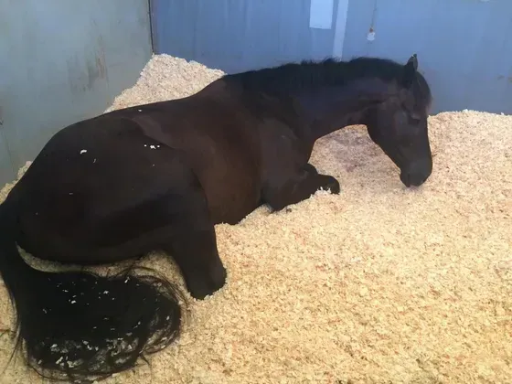Guardian Horse Bedding