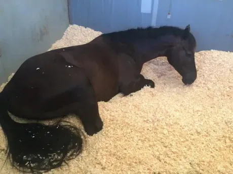 Guardian Horse Bedding