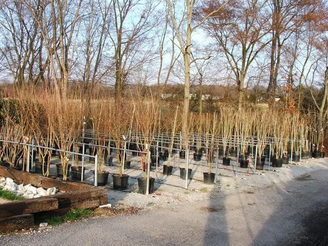A lot of potted plants are lined up in a garden