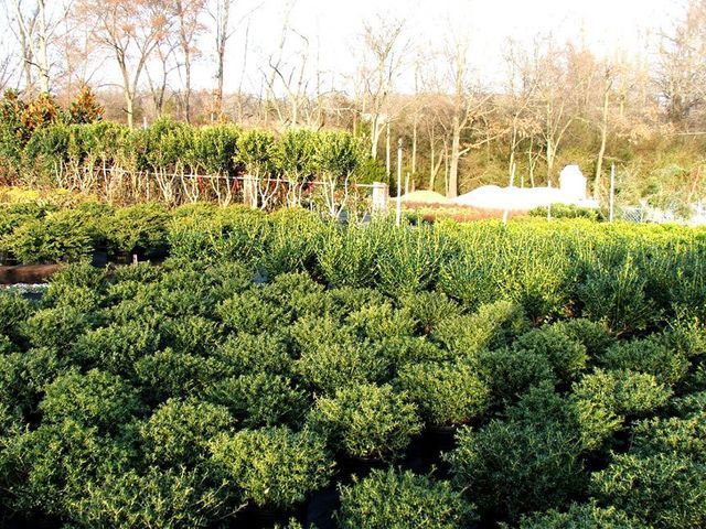 A lush green field of plants with trees in the background