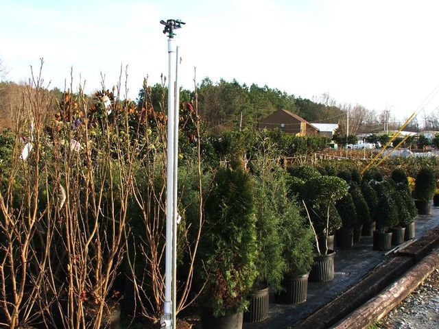 A row of potted plants with a sprinkler in the foreground