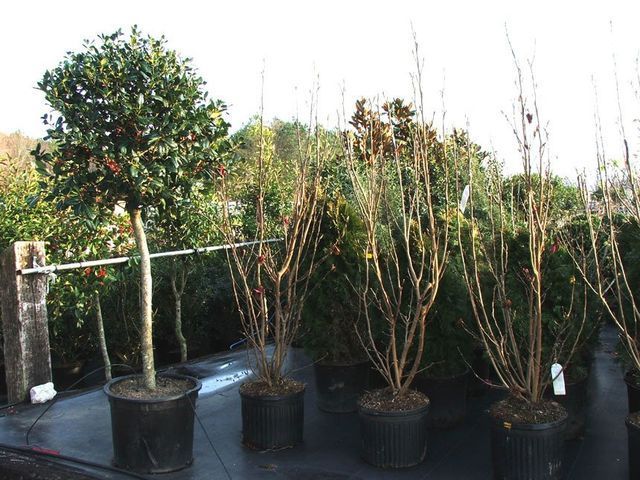 A bunch of potted plants are sitting on a table