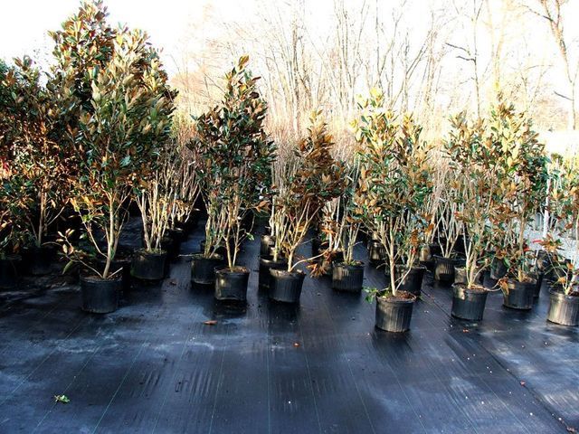 A bunch of potted plants are sitting on top of a black tarp.