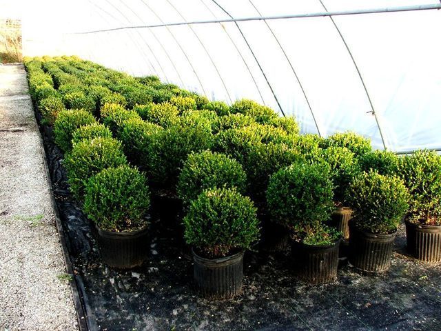 A greenhouse filled with lots of potted plants