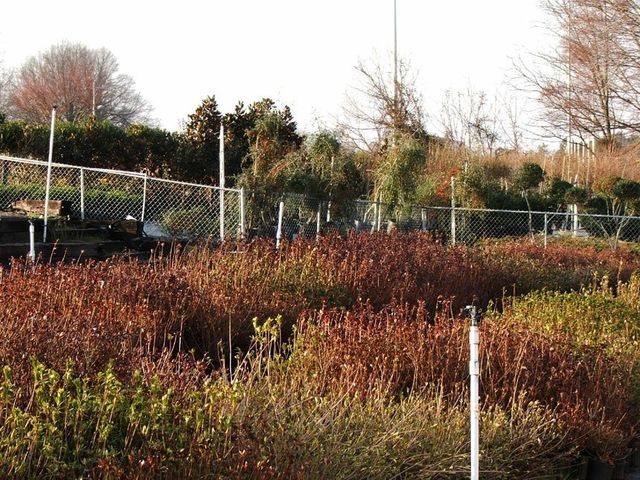 A fenced in area with lots of bushes and trees