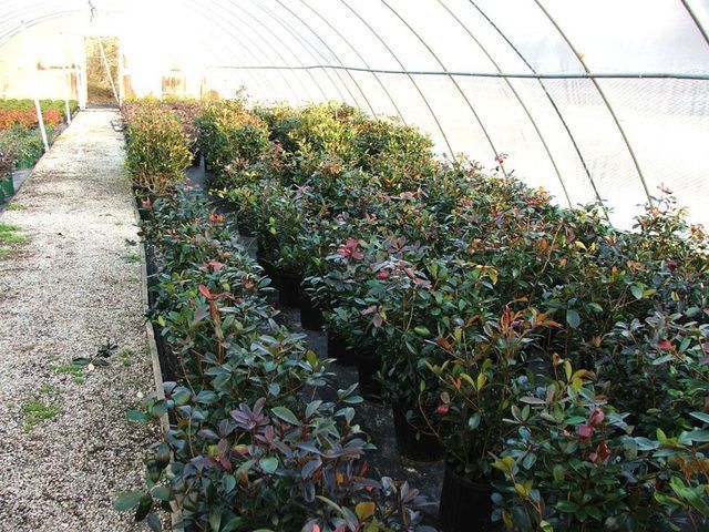 A greenhouse filled with lots of potted plants