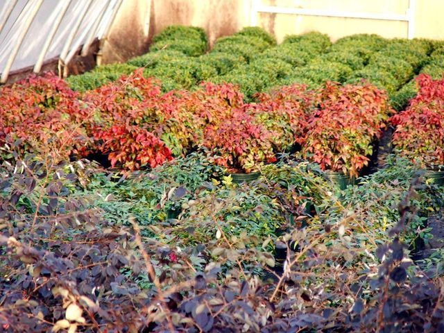 A greenhouse filled with lots of plants with red and green leaves