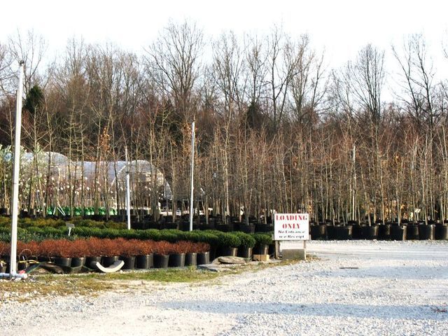 A lot of trees are lined up in a parking lot.