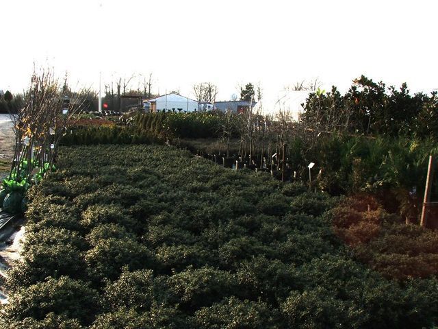 A lush green field with lots of trees and bushes