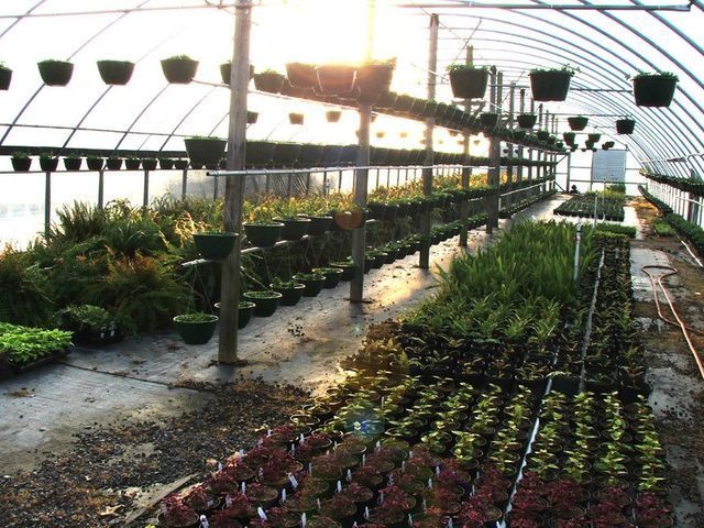 A greenhouse filled with lots of potted plants