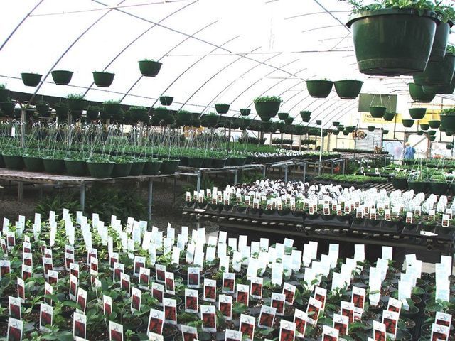 A greenhouse filled with lots of potted plants and hanging baskets