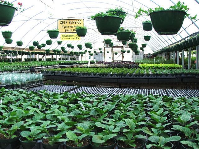 A greenhouse filled with lots of potted plants and hanging baskets
