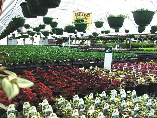 A greenhouse filled with lots of potted plants and hanging baskets