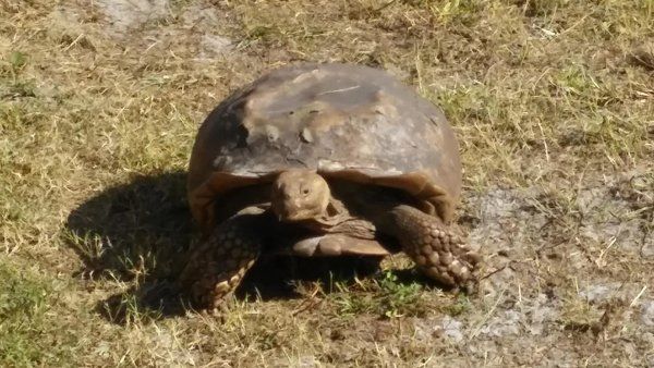 Turtle
