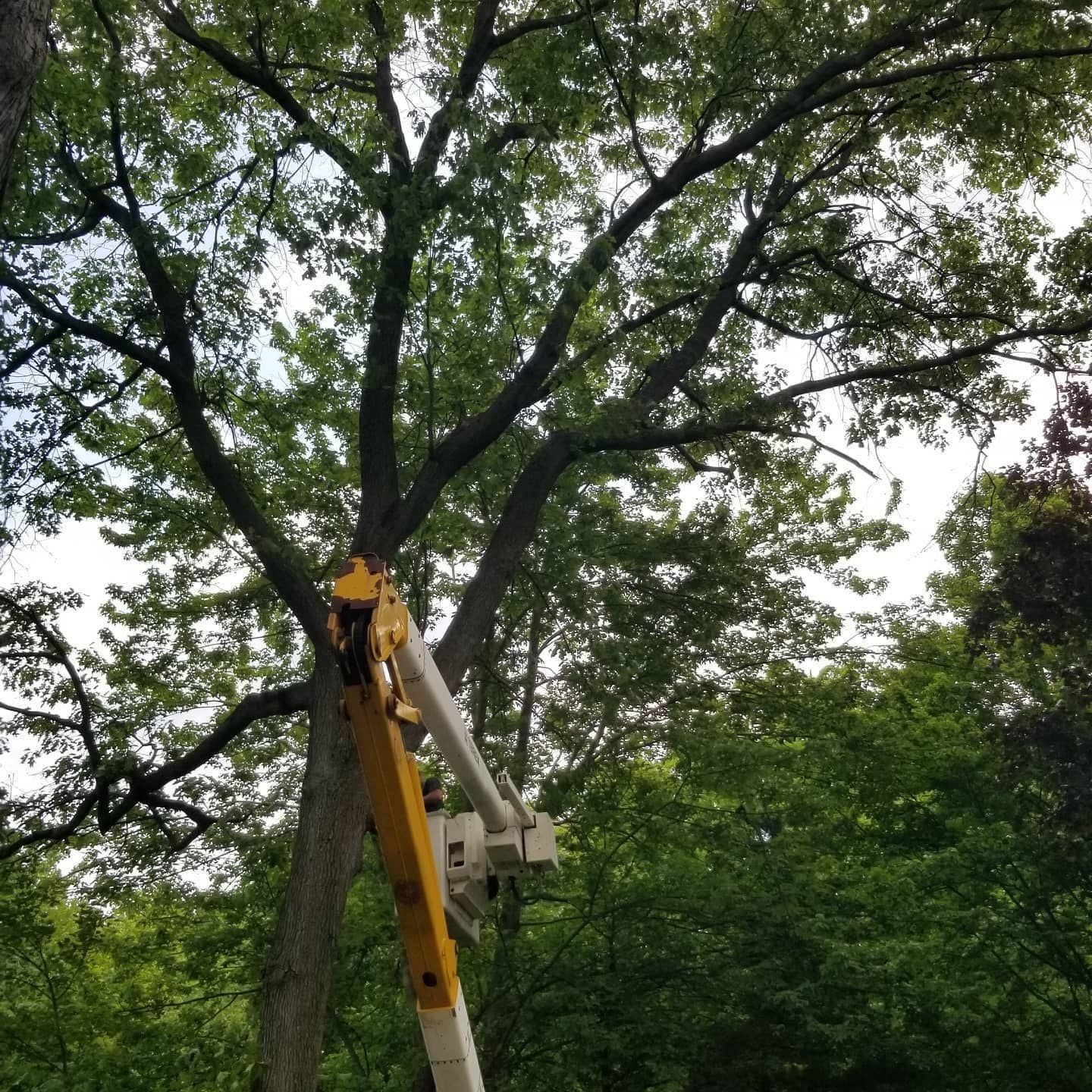 Arborists | Tree Master Tree Care | Cleveland, OH