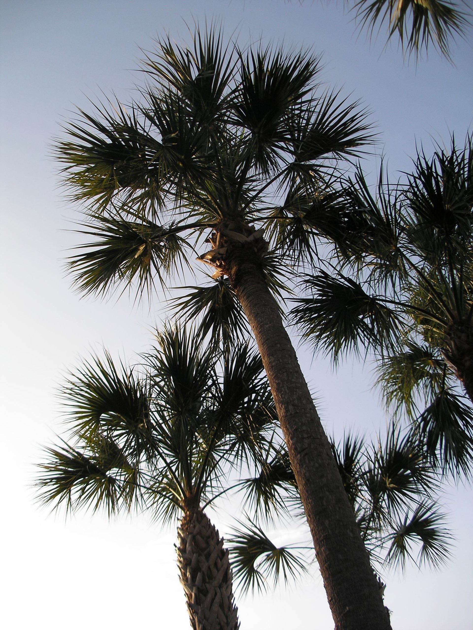 Sabal Palm