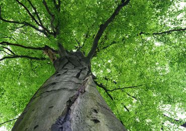 pruning