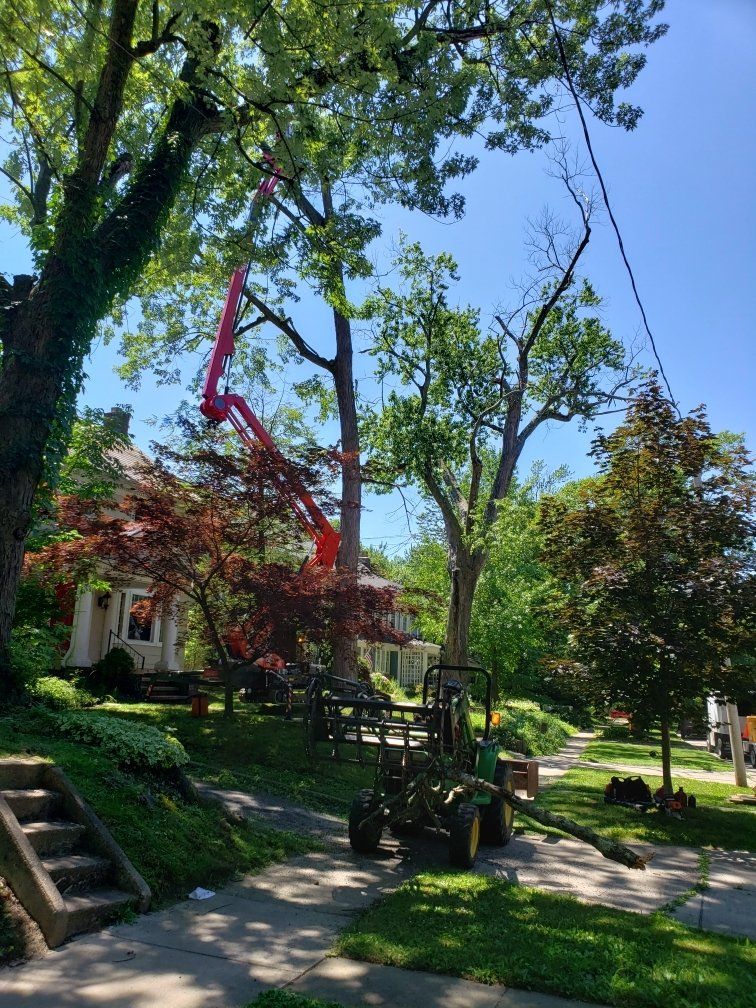 Tree service