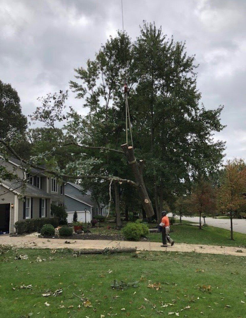 Tree service