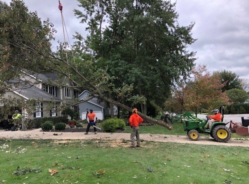Tree service