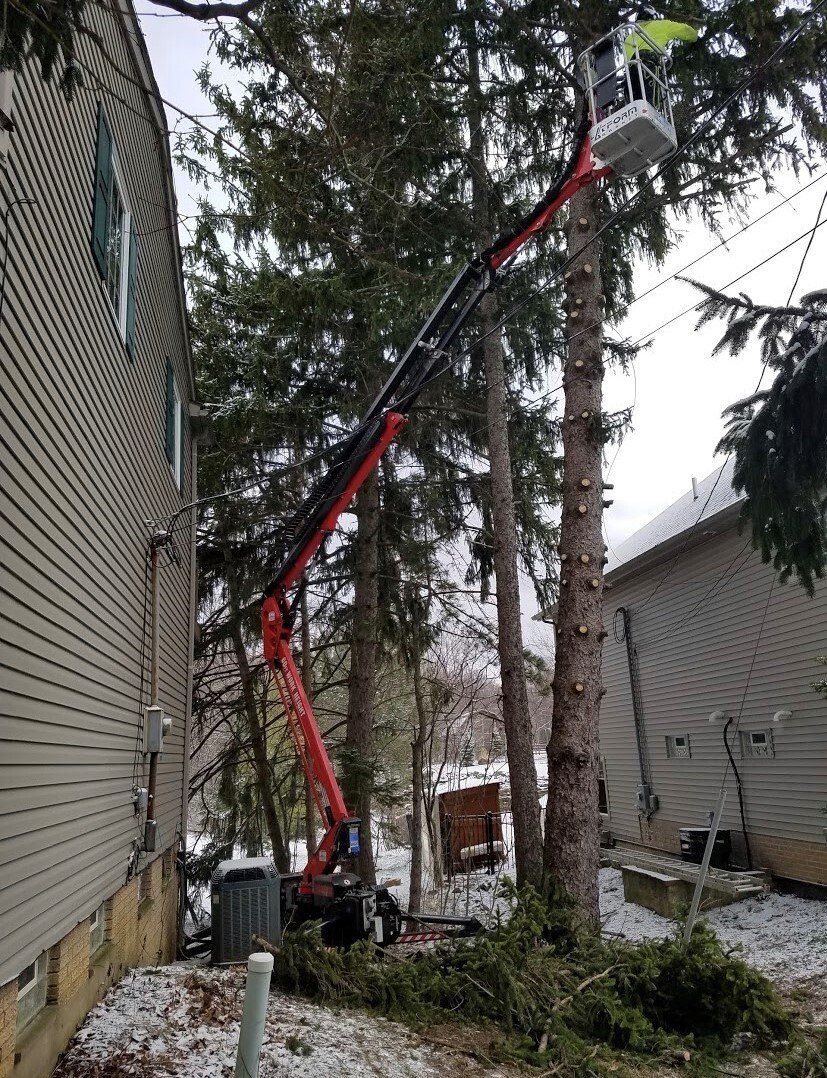 Tree service