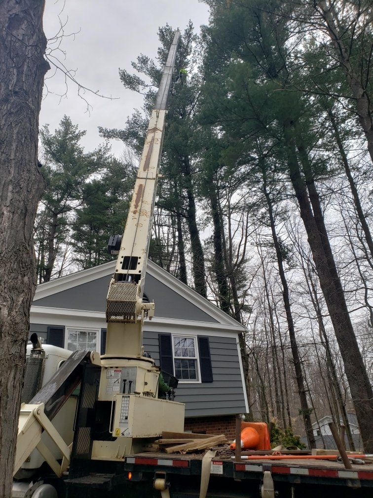 Tree service