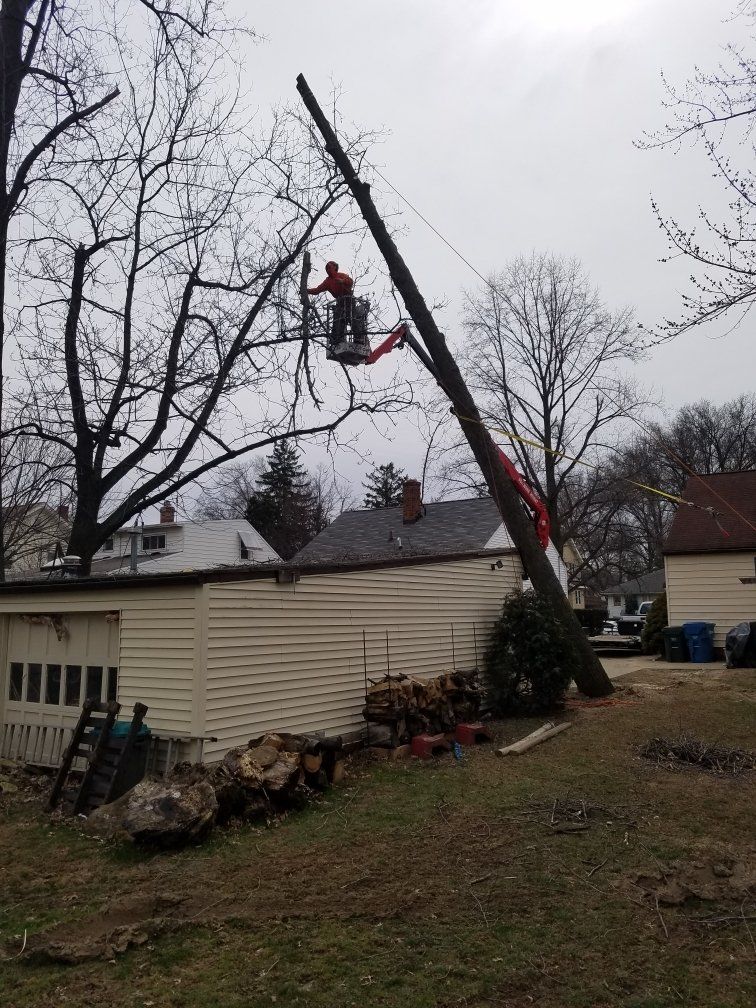 Tree service