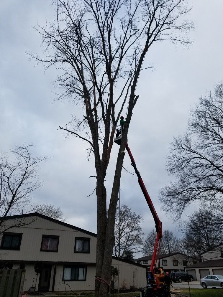 Tree service