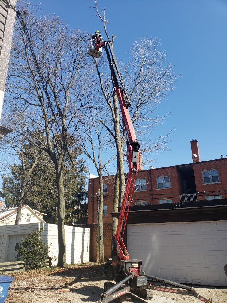 Tree service