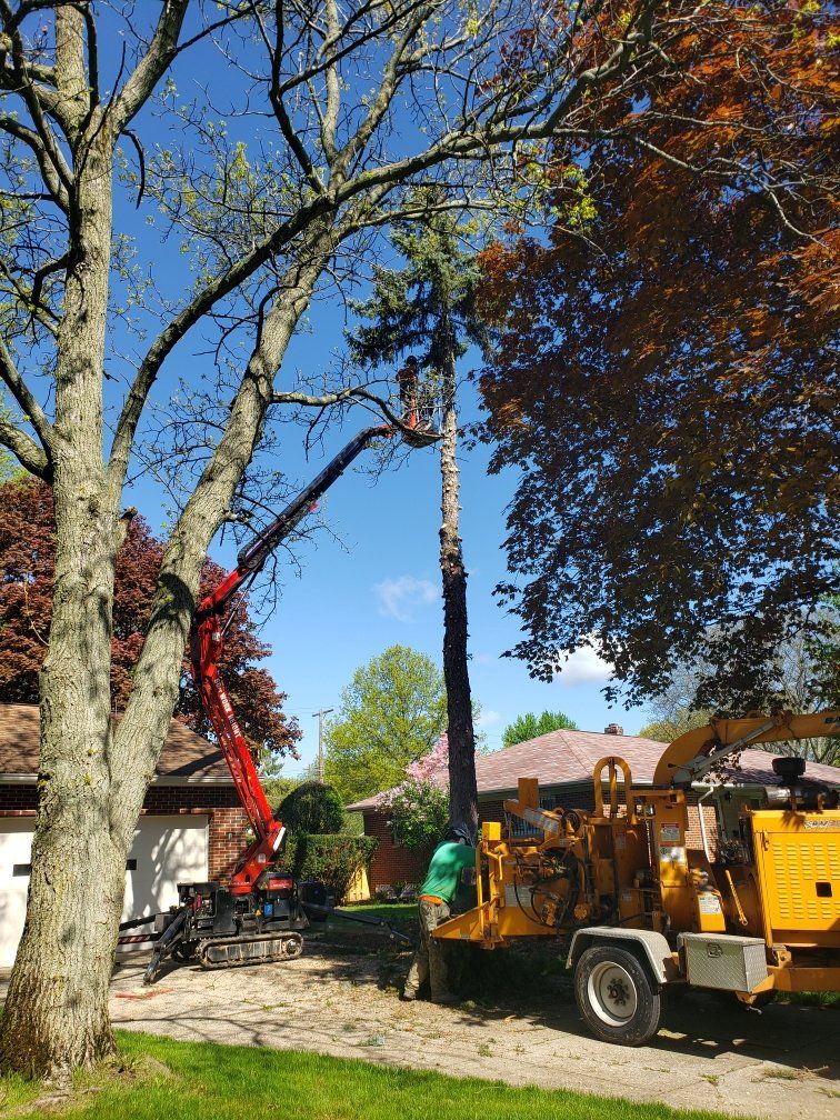 Tree service