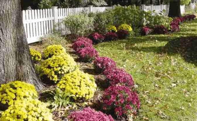 Flower beds with yellow and pink blooms along a white fence beside a tree in a sunny yard
