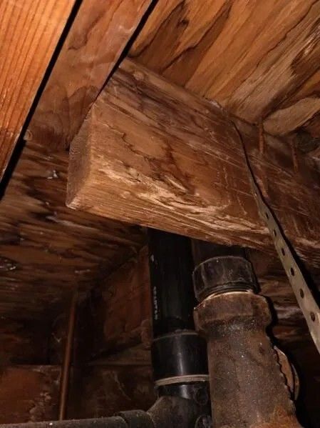 Wooden beam with white discoloration, next to black pipes, in an attic or basement setting.