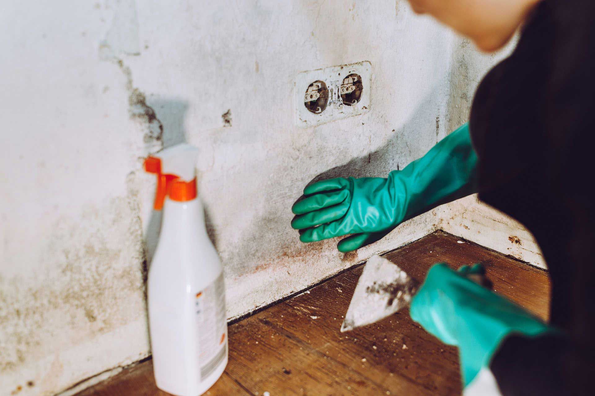 Person in gloves scraping mold from a wall near an outlet, with a spray bottle nearby.