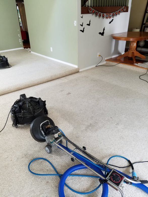 Carpet cleaning services