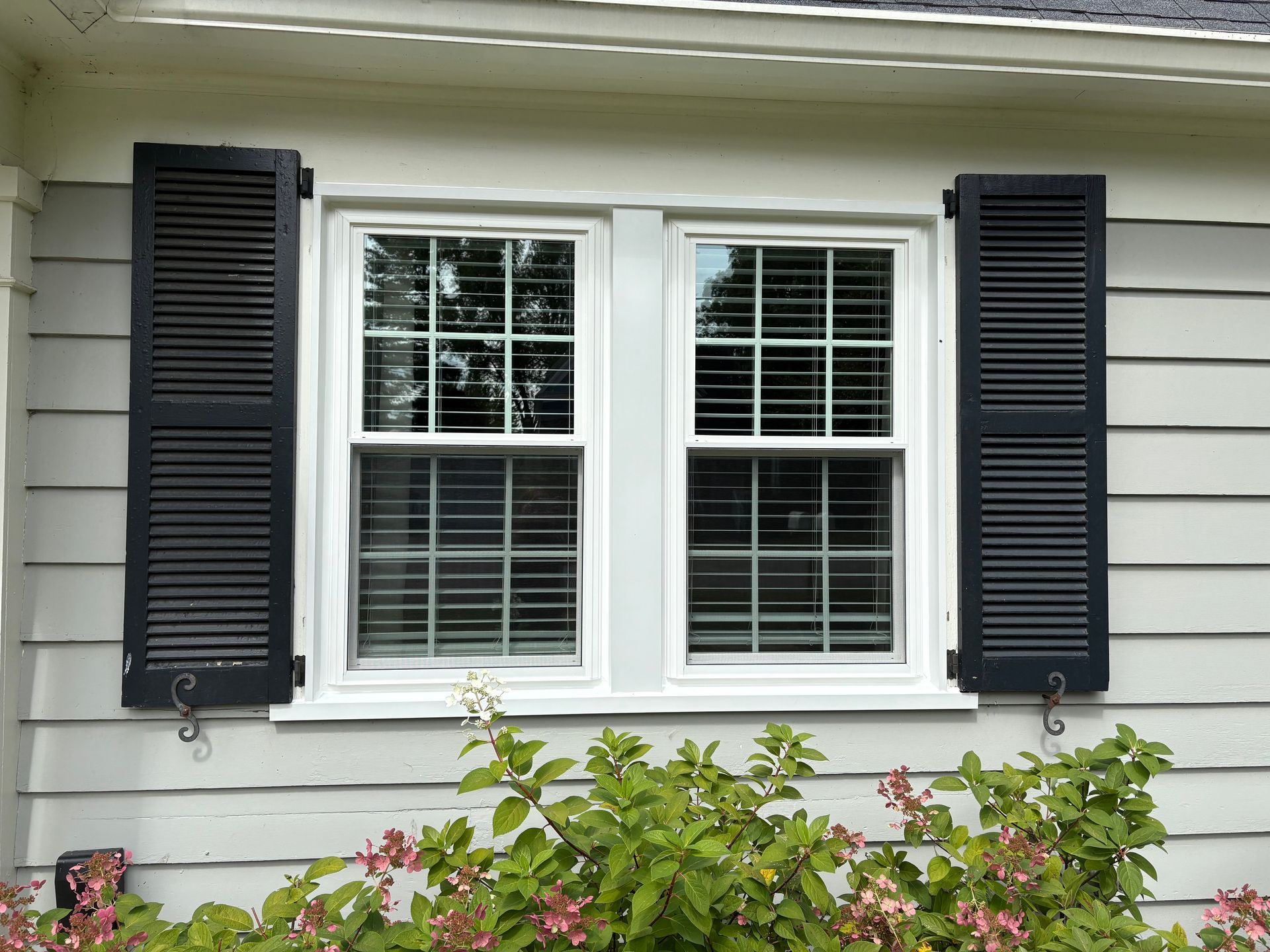 Two white-framed windows with black shutters on a gray house exterior, above green bushes