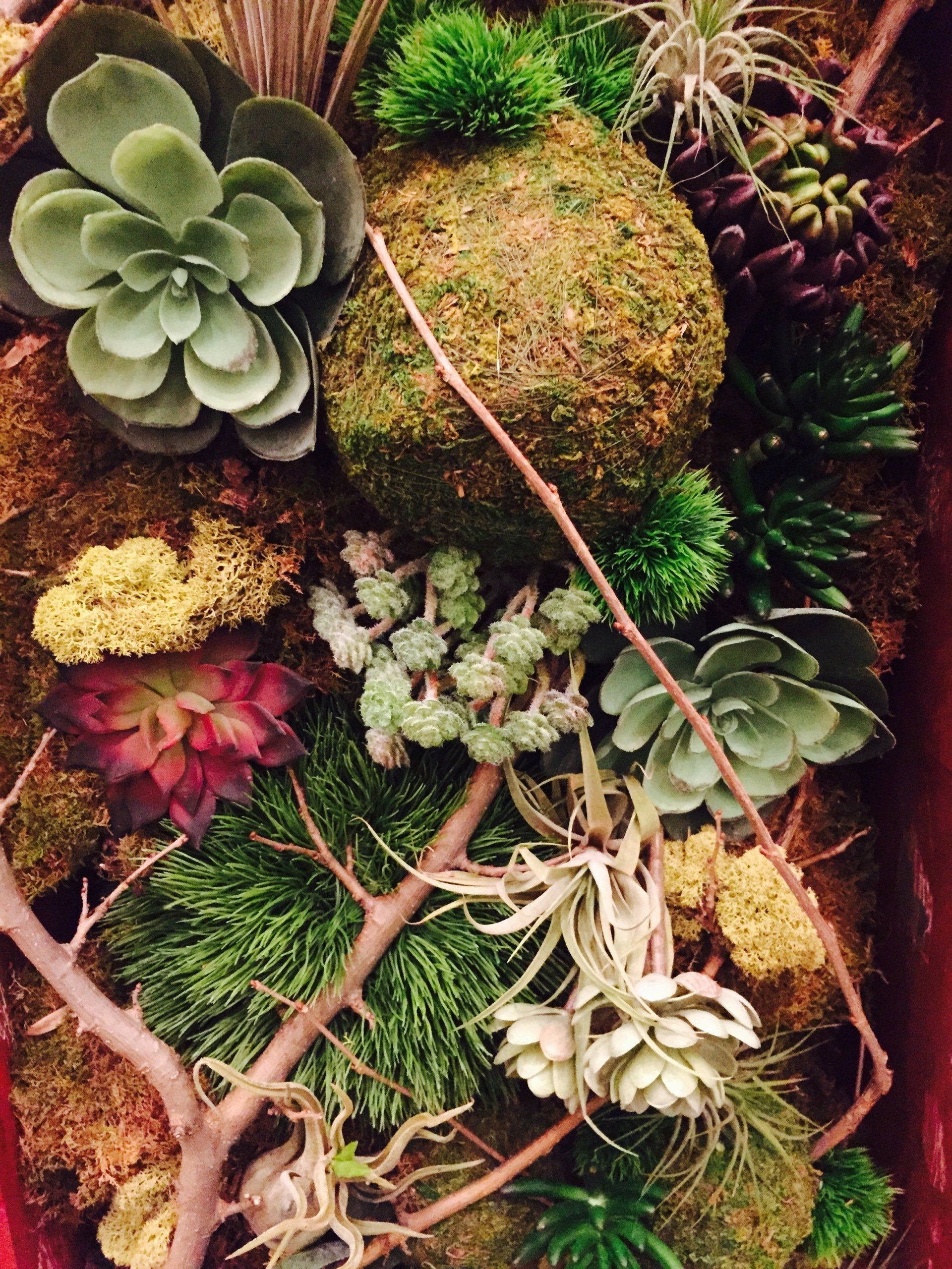 Plant arrangement