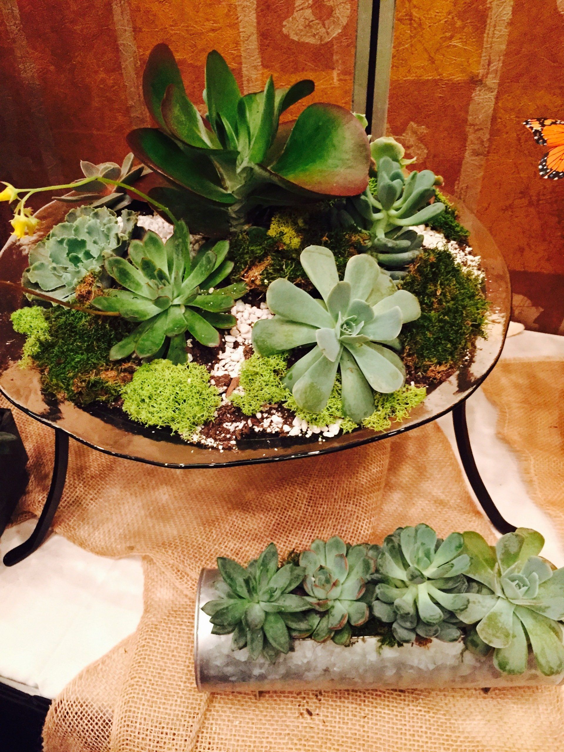 Plant arrangement