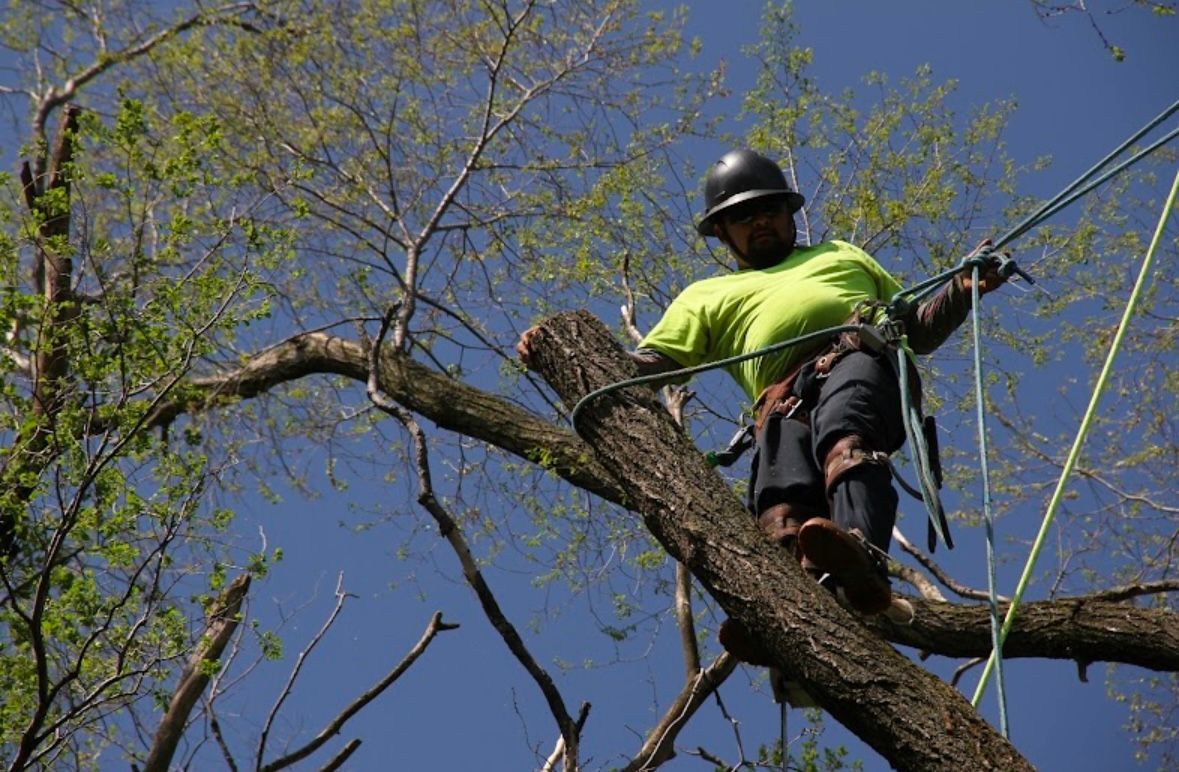 A man is cutting a tree branch with a chainsaw