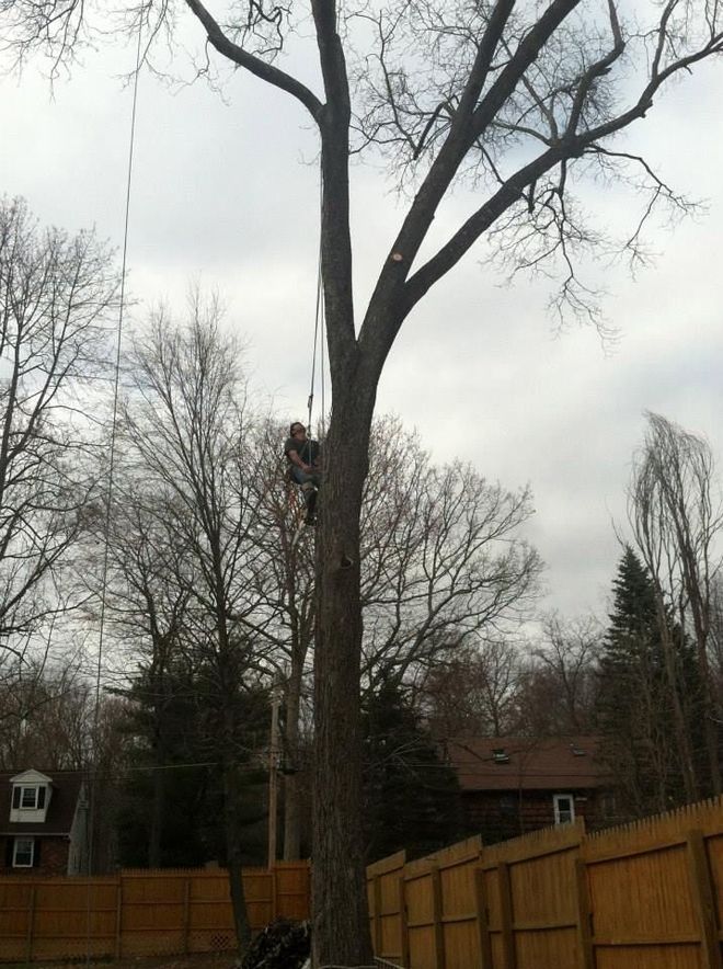 Tall bare tree being trimmed in a backyard, with a wooden fence and cloudy sky.