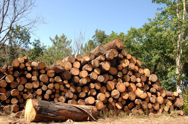 Stacked logs piled outdoors beside green trees under a blue sky
