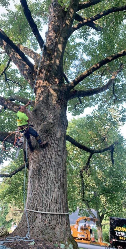 Worker climbing a massive tree with ropes, near a yellow excavator in a park-like setting