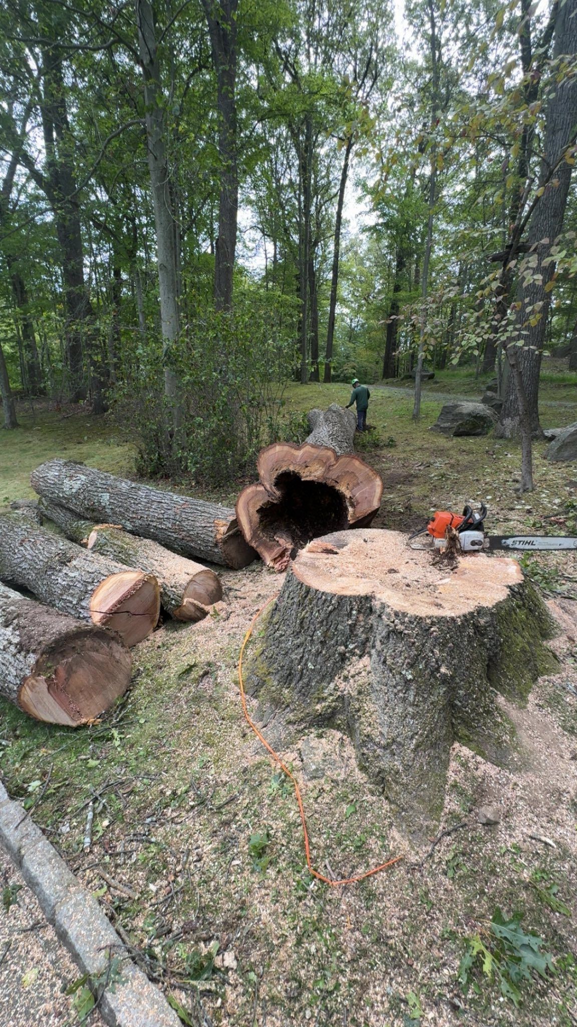 Cut logs and tree stumps in a wooded clearing, with a red chainsaw on a stump.