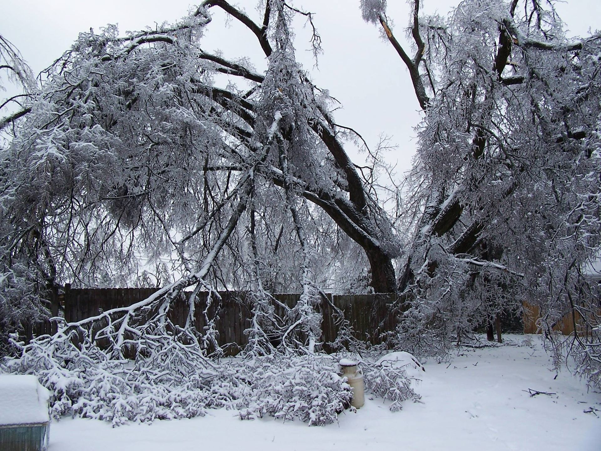 Snow-covered trees and bushes bent under heavy ice in a winter landscape