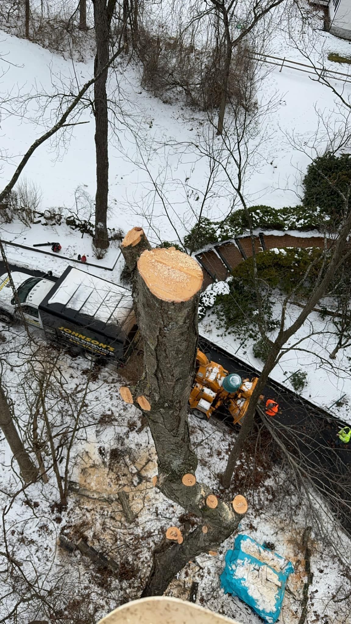 Freshly cut tree trunk beside a toppled utility pole in a snowy yard
