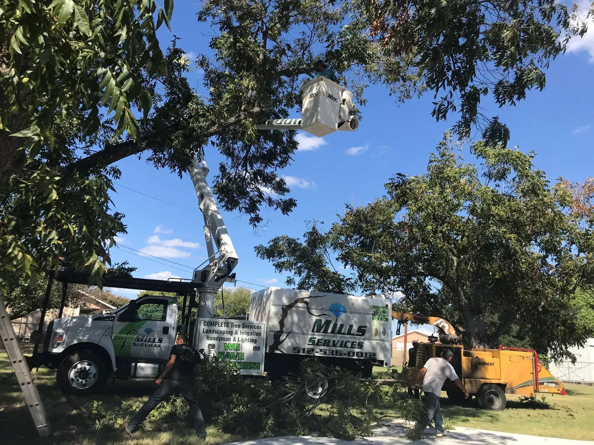 Tree service truck trimming a tree with an elevated bucket. Workers on the ground feed branches into a wood chipper on a sunny day.