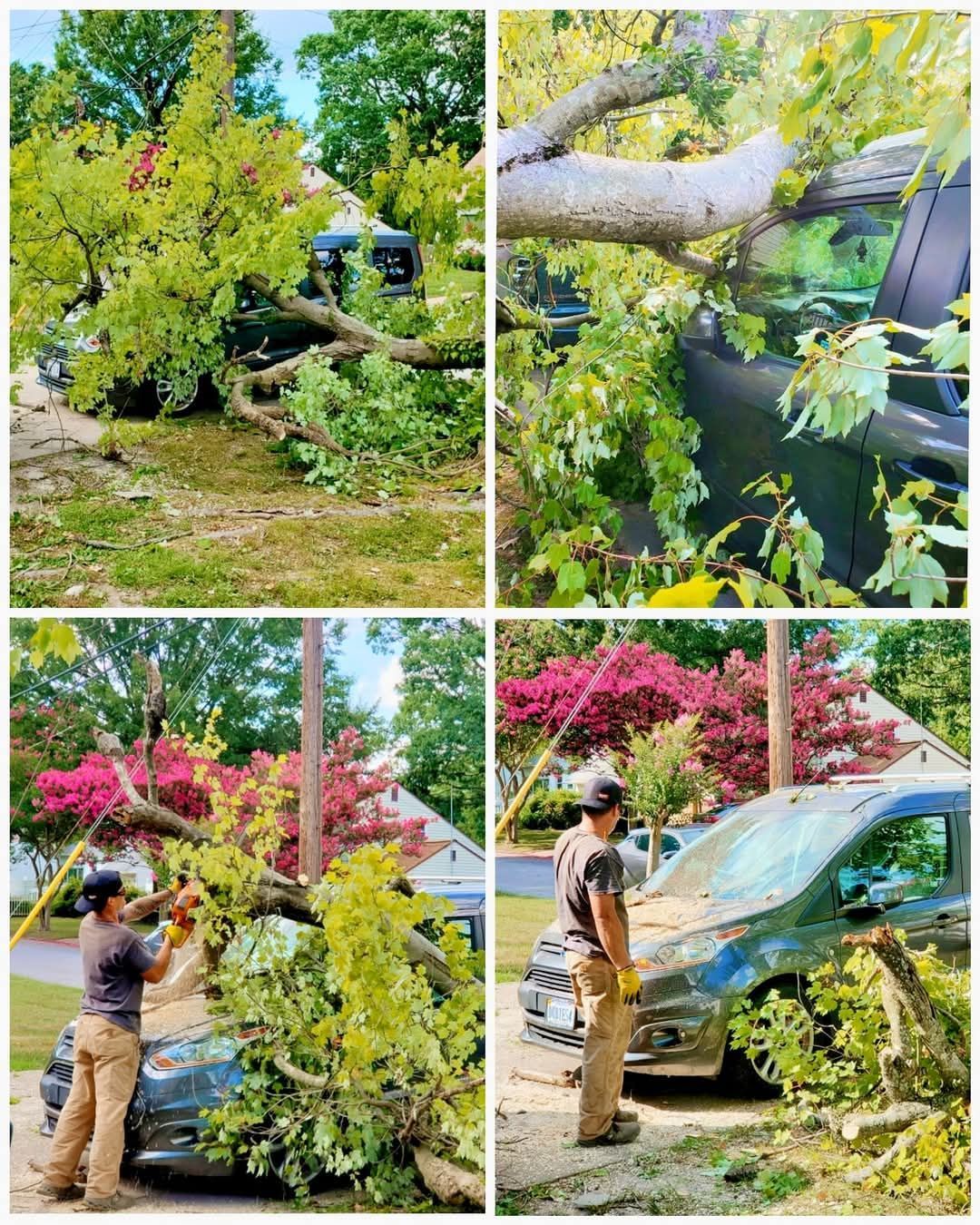 A collage of four pictures of a tree that has fallen on a car.